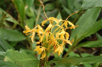 Hedychium 'Molten gold'